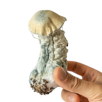 Strzykawka z płynną kulturą Melmac Monster (Acid Shroomz)