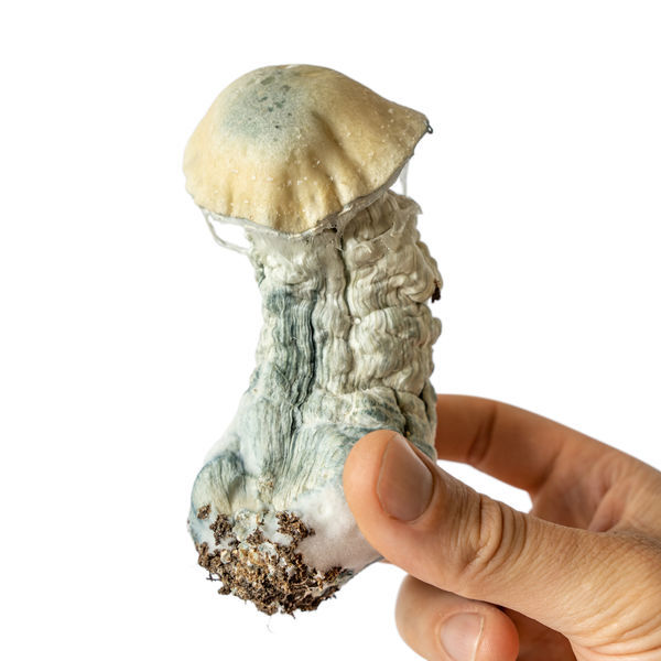 Strzykawka z płynną kulturą Melmac Monster (Acid Shroomz)