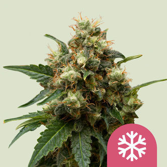 Ice (Royal Queen Seeds) feminizowane