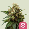 Ice (Royal Queen Seeds) feminizowane