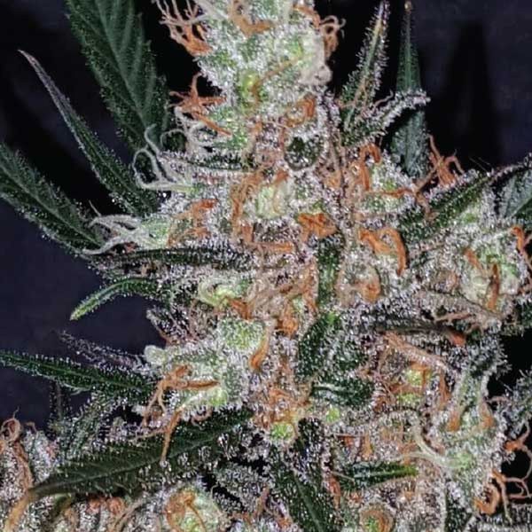 Diesel Berry Cough (Garden of Green) feminizowane