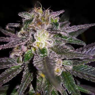 Dubble Bubble (Garden of Green) nasiona marihuany feminizowane