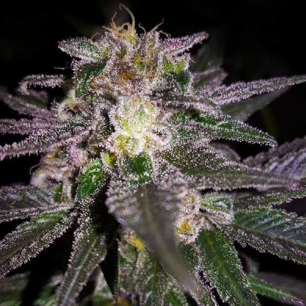 Dubble Bubble (Garden of Green) nasiona marihuany feminizowane