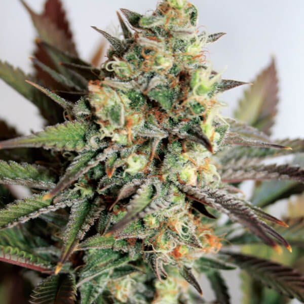 Girl Scout Cookies (Garden of Green) feminizowane