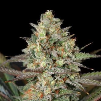 Kush Mass (Garden of Green) feminizowane
