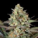 Kush Mass (Garden of Green) feminizowane