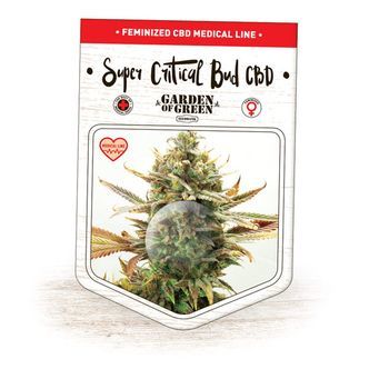 Super Critical Bud CBD (Garden of Green) feminizowane