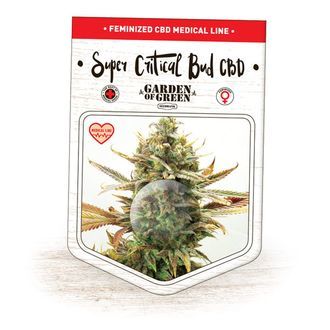 Super Critical Bud CBD (Garden of Green) feminizowane