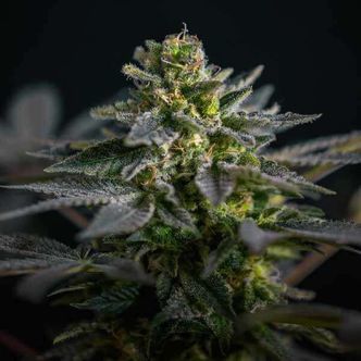 Super Skunk Kush (Garden of Green) feminizowane