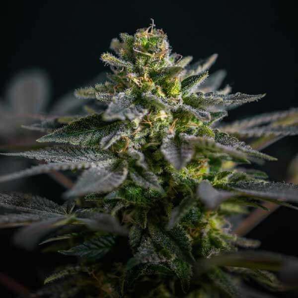Super Skunk Kush (Garden of Green) feminizowane
