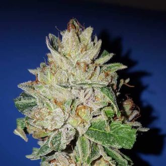 Violet Kush (Garden of Green) feminizowane