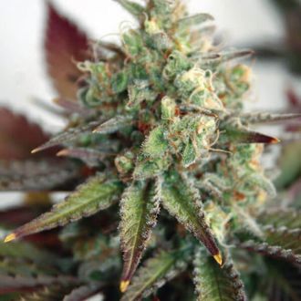 Critical 2.0 XL Automat (Garden of Green) feminizowane