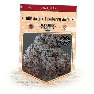 GDP Auto x Gumberry Auto (Garden of Green) feminizowane