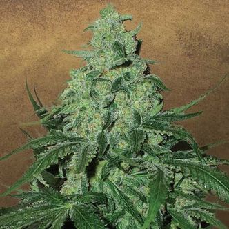 Super Skunk Auto (Garden of Green) feminizowane