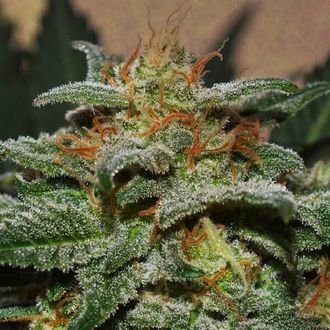 Sweetberry Cough Automat (Garden of Green) feminizowane