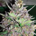 Violet Kush Automat (Garden of Green) feminizowane