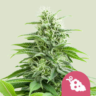 Fruit Spirit (Royal Queen Seeds) feminizowane