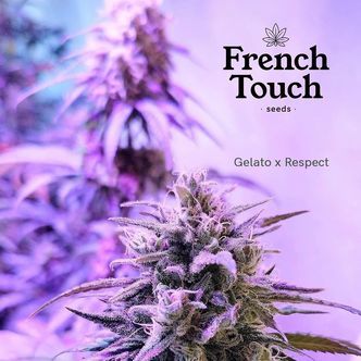 Respeto (French Touch Seeds) feminizowane
