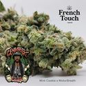 Senmbelek Cookie (French Touch Seeds) Nasiona marihuany feminizowane