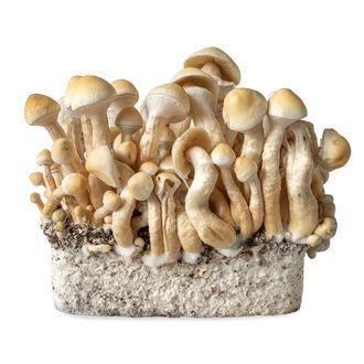 Strzykawka z płynną kulturą White Rabbit (Acid Shroomz)