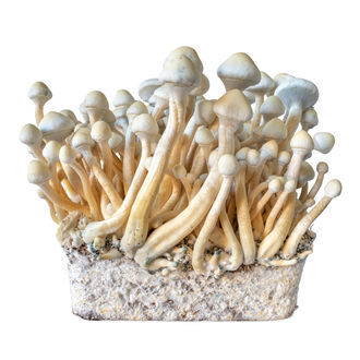 Strzykawka z kulturą płynną Rusty Whyte (Acid Shroomz)