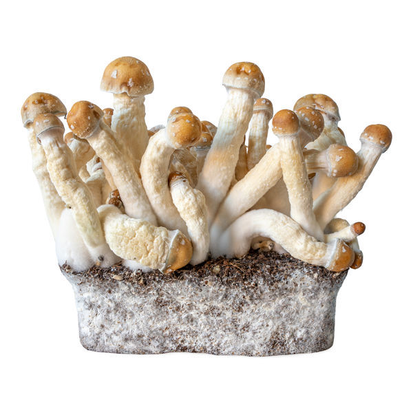 Strzykawka z ciekłą kulturą Penis Envy (Acid Shroomz)