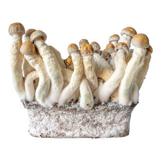 Strzykawka z ciekłą kulturą Penis Envy (Acid Shroomz)