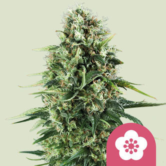 Power Flower (Royal Queen Seeds) nasiona marihuany feminizowane