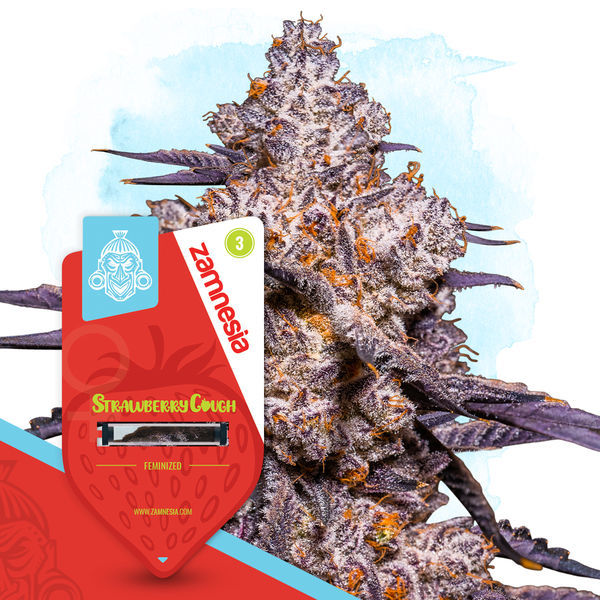 Zestaw Terpene Dream – Odmiany feminizowane