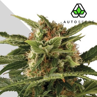 Auto Pounder (Auto Seeds) feminizowane