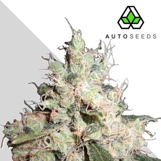 Hijack (Auto Seeds) feminizowane