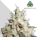 Hijack (Auto Seeds) feminizowane