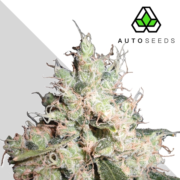 Hijack (Auto Seeds) feminizowane