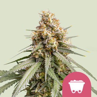 Shining Silver Haze (Royal Queen Seeds) feminizowane