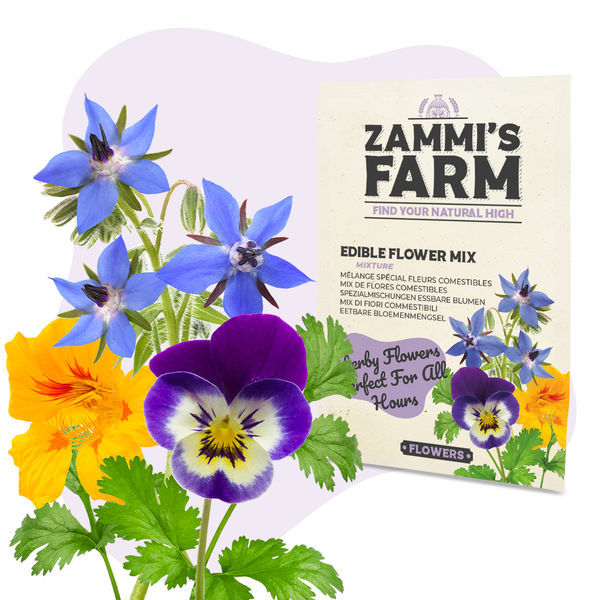 Zestaw nasion kwiatów – Zammi's Farm
