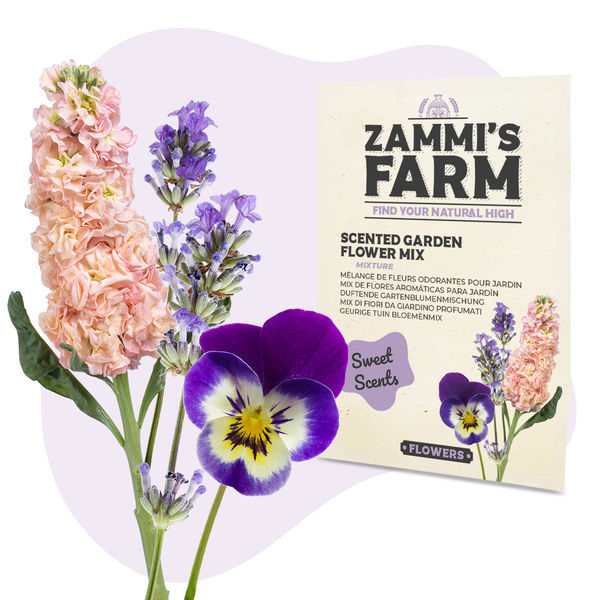 Zestaw nasion kwiatów – Zammi's Farm