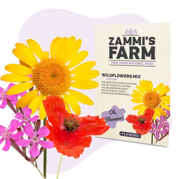 Zestaw nasion kwiatów – Zammi's Farm