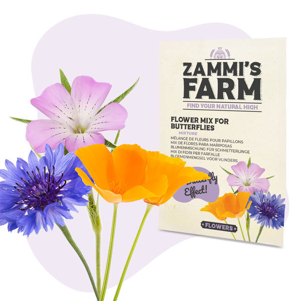 Zestaw nasion kwiatów – Zammi's Farm