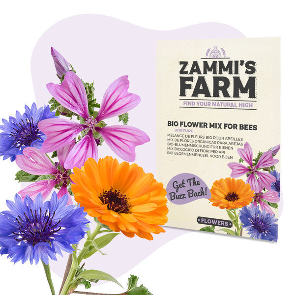 Zestaw nasion kwiatów – Zammi's Farm