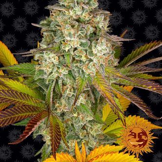 Cookies Kush Automat (Barney's Farm) feminizowane