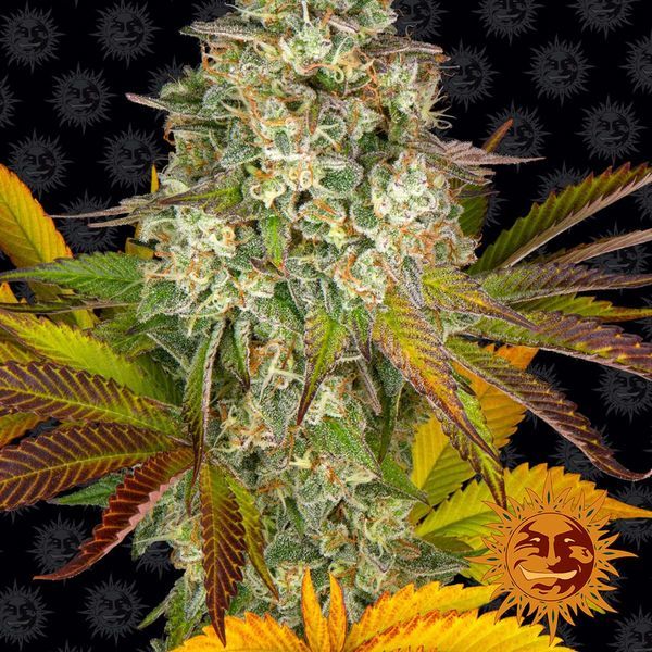 Cookies Kush Automat (Barney's Farm) feminizowane