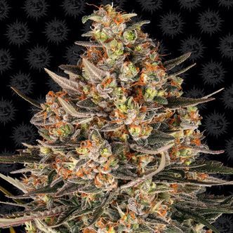 Lemon Drizzle (Barney's Farm) feminizowane