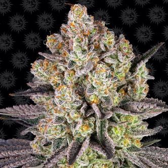 Runtz (Barney's Farm) feminizowane