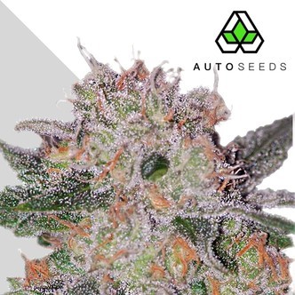 Trans Siberian (Auto Seeds) feminizowane