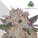 Trans Siberian (Auto Seeds) feminizowane