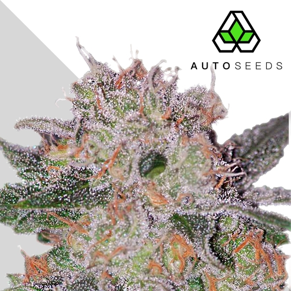 Trans Siberian (Auto Seeds) feminizowane