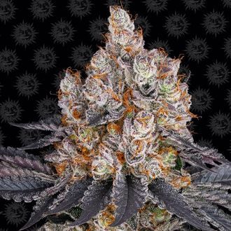 Gelato (Barney's Farm) feminizowane