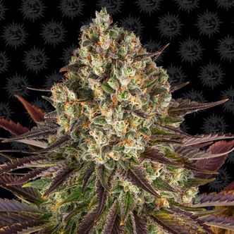 Biscotti (Barney's Farm) feminizowane