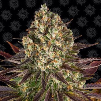 Biscotti (Barney's Farm) feminizowane