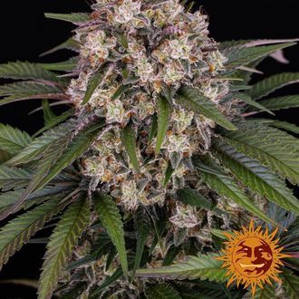 OG Kush Auto (Barney's Farm) feminizowane